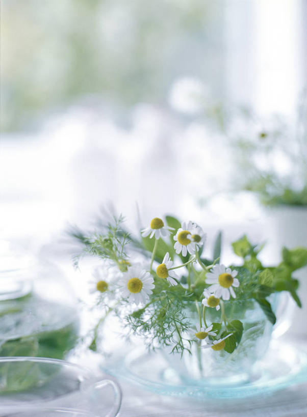 无人,竖图,室内,特写,白天,正面,幸福,茶,窗户,桌面,桌子,杯子,餐具,阴影,朦胧,模糊,盛开,反射,碟子,盘,影子,茶叶,洋甘菊,饮品,花蕾,娱乐,玻璃窗,花,花瓣,花朵,鲜花,白色,盘子,水杯,碟,花茶,花苞,花蕊,享受,休闲,温馨,菊花,放松,活力,乐趣,力量,保健,养生,花草茶,舒适,坚强,薄荷茶,交往,母菊,香花茶,香片,熏花茶,和好,茶杯,彩图
