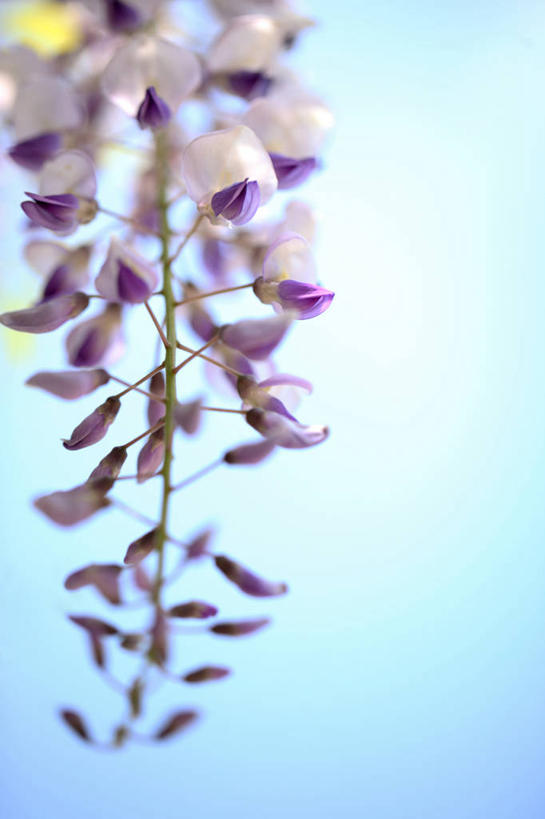 无人,竖图,室外,白天,正面,许多,阴影,蓝色背景,盛开,反射,影子,紫藤,很多,花蕾,花,花瓣,花朵,鲜花,紫色,花苞,花蕊,摄影,影棚,朱藤,藤萝,招藤,招豆藤,彩图,影棚拍摄,拍摄