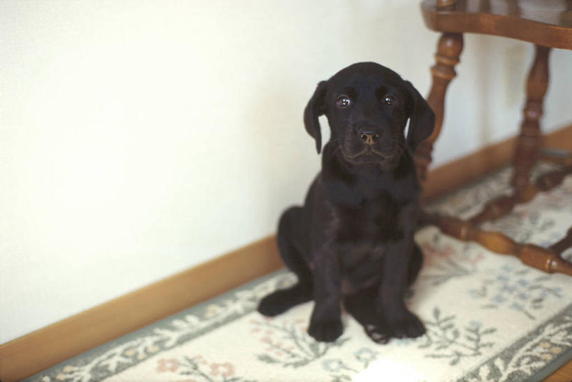 无人,坐,横图,室内,白天,正面,地毯,宠物,狗,椅子,阴影,装饰,编织,反射,影子,手工艺品,木椅,墙,织物,拉布拉多,注视,拉布拉多猎犬,墙壁,墙面,一只,白色,黑色,动物,工艺品,观察,看,可爱,观看,华丽,修饰,点缀,察看,关注,拉布拉多犬,忠诚,衬托,美观,雅致,雅观,犬,坐着,彩图,全身,波斯地毯