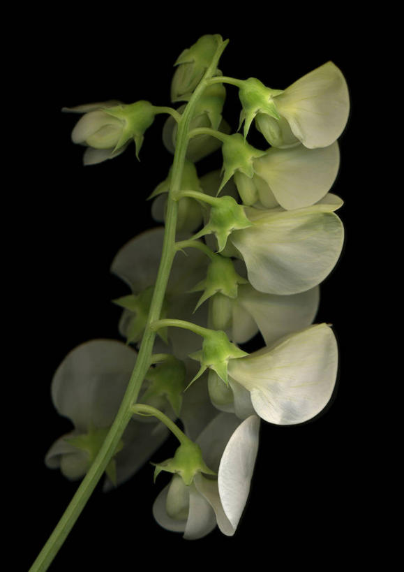 无人,竖图,室内,特写,白天,正面,许多,阴影,黑色背景,盛开,反射,影子,香豌豆,很多,花蕾,花,花瓣,花朵,鲜花,白色,花苞,花蕊,摄影,影棚,豌豆花,腐香豌豆,花豌豆,彩图,影棚拍摄,拍摄