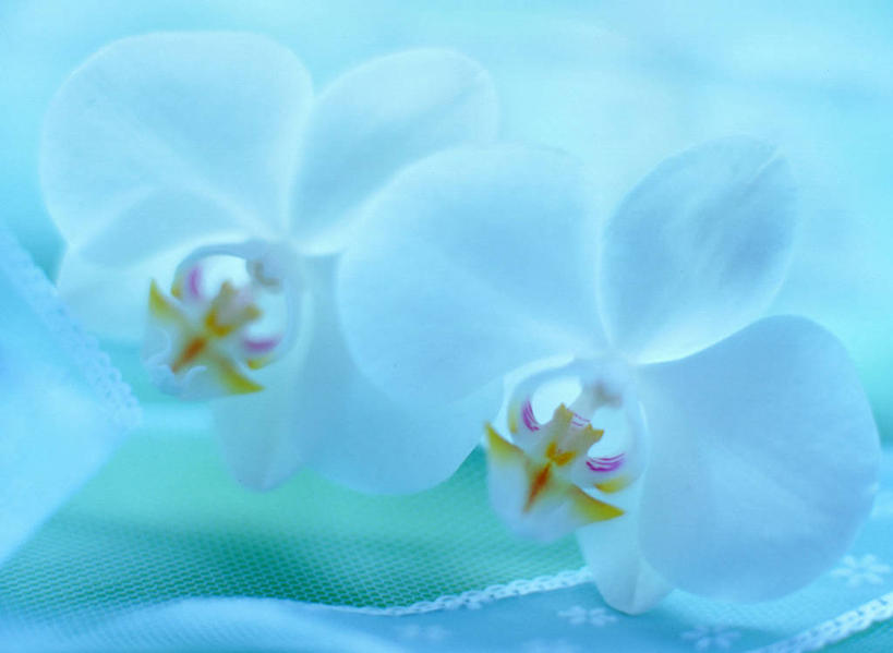 无人,横图,室内,特写,白天,正面,蝴蝶兰,阴影,盛开,反射,影子,花蕾,花,花瓣,花朵,鲜花,两朵,白色,花苞,花蕊,摄影,影棚,蝶兰,兰中皇后,兰花,彩图,影棚拍摄,拍摄,兰花之后,台湾蝴蝶兰