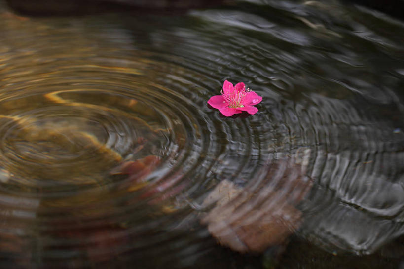 无人,横图,俯视,室外,特写,白天,美景,阴影,波纹,飘扬,光线,影子,池塘,景观,水池,梅花,涟漪,一朵,红色,倒影,水纹,阳光,自然,波浪,景色,倒映,高雅,坚强,自然风光,水晕,浮荡,飘拂,漂荡,飘零,反照,春梅,梅,彩图,高角度拍摄,飘荡