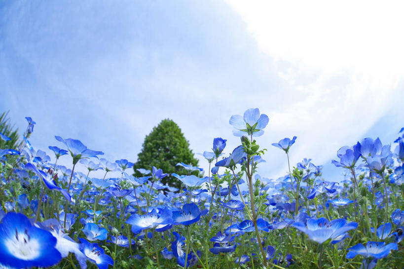 无人,横图,室外,白天,仰视,草地,草坪,花海,花圃,美景,树林,植物,叶子,许多,阴影,盛开,光线,影子,景观,云,云朵,粉蝶花,喜林草,很多,花蕾,云彩,草,花,花瓣,花朵,花卉,鲜花,树,树木,蓝色,绿色,白云,蓝天,天空,阳光,自然,花丛,花束,花田,天,花苞,花蕊,景色,生长,晴朗,成长,自然风光,晴空,彩图,低角度拍摄,幌菊,琉璃唐草