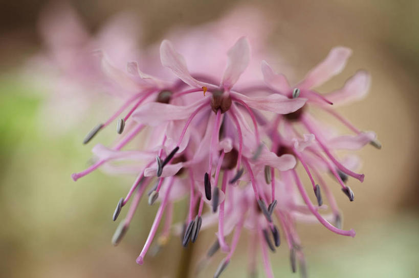 无人,横图,室外,特写,白天,正面,美景,植物,许多,阴影,朦胧,模糊,盛开,光线,影子,景观,亚麻,很多,花蕾,花,花瓣,花朵,鲜花,粉色,阳光,自然,春季,春天,花苞,花蕊,景色,生机,生命,自然风光,胡麻,纤维作物,油料作物,春日,彩图
