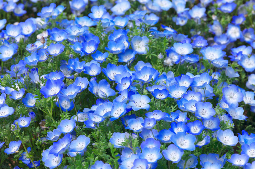 无人,横图,俯视,室外,特写,白天,花海,花圃,美景,植物,叶子,许多,阴影,盛开,光线,影子,景观,粉蝶花,喜林草,很多,花蕾,花,花瓣,花朵,花卉,鲜花,蓝色,绿色,白色,阳光,自然,花丛,花束,花田,花苞,花蕊,景色,自然风光,彩图,高角度拍摄,幌菊,琉璃唐草