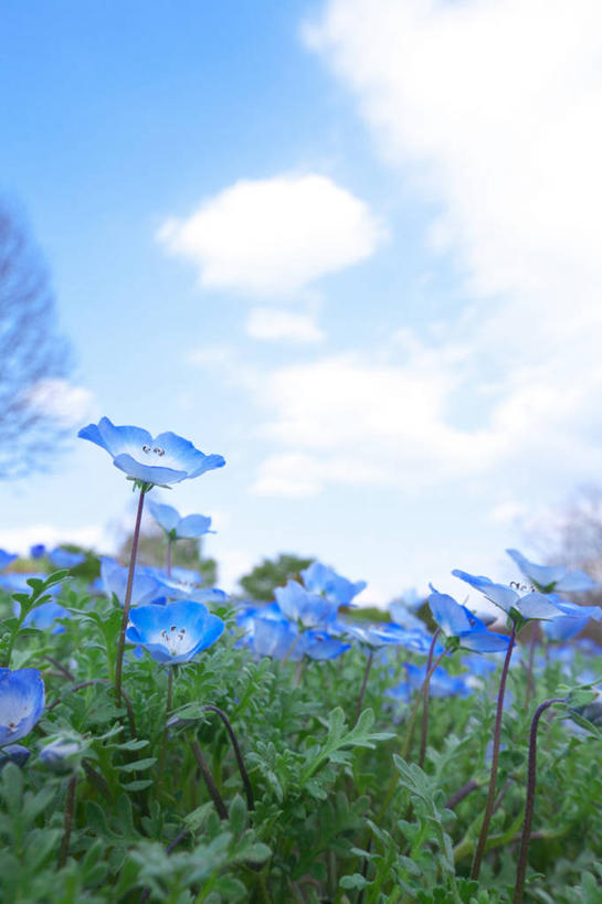 无人,竖图,室外,白天,正面,草地,草坪,花海,花圃,美景,植物,叶子,许多,阴影,盛开,光线,影子,景观,云,云朵,粉蝶花,喜林草,很多,花蕾,云彩,草,花,花瓣,花朵,花卉,鲜花,蓝色,绿色,白云,蓝天,天空,阳光,自然,花丛,花束,花田,天,花苞,花蕊,景色,晴朗,自然风光,晴空,彩图,幌菊,琉璃唐草