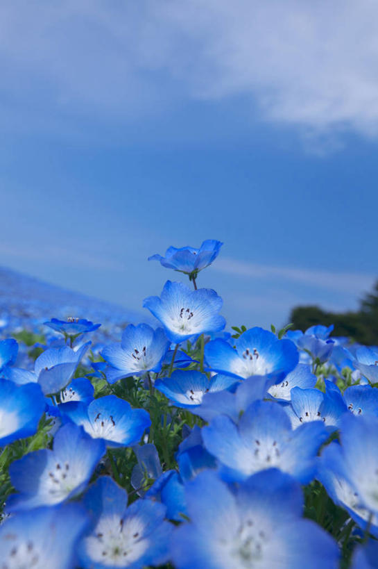 无人,竖图,室外,特写,白天,正面,花海,花圃,美景,植物,叶子,日本,亚洲,许多,阴影,盛开,光线,影子,景观,云,云朵,粉蝶花,喜林草,很多,花蕾,云彩,花,花瓣,花朵,花卉,鲜花,蓝色,绿色,白云,蓝天,天空,阳光,自然,花丛,花束,花田,天,花苞,花蕊,景色,晴朗,自然风光,东亚,日本国,晴空,彩图,幌菊,琉璃唐草