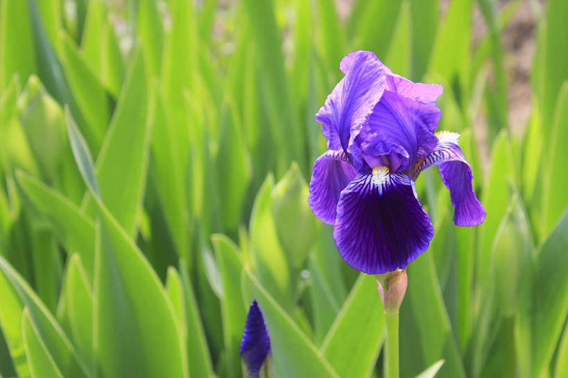 无人,横图,室外,特写,白天,正面,爱情,友谊,草地,草坪,美景,植物,阴影,盛开,光线,影子,景观,鸢尾花,花蕾,草,花,花瓣,花朵,鲜花,绿色,紫色,阳光,自然,花苞,花蕊,景色,鸢尾,自然风光,紫蝴蝶,蓝蝴蝶,扁竹花,彩图,爱丽丝,爱丽丝花