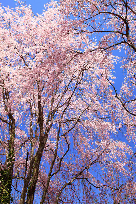 无人,竖图,室外,白天,仰视,幸福,纯洁,美景,树林,植物,樱花,奈良县,日本,亚洲,许多,阴影,盛开,光线,影子,景观,枝条,很多,花蕾,花,花瓣,花朵,鲜花,树,树木,树枝,粉色,蓝色,绿色,蓝天,天空,阳光,自然,天,花苞,花蕊,景色,生长,晴朗,成长,等待,生命,自然风光,东亚,本州,万里无云,本州岛,日本国,近畿地方,奈良,近畿,仙樱花,福岛樱,青肤樱,高尚,热烈,虬枝,枝杈,晴空,晴空万里,荆桃,彩图,低角度拍摄,吉野郡