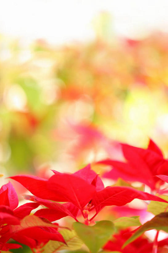 无人,竖图,室外,特写,白天,正面,美景,阴影,朦胧,模糊,盛开,光线,影子,景观,圣诞红,一品红,花蕾,花,花瓣,花朵,鲜花,红色,阳光,自然,花苞,花蕊,圣诞花,景色,猩猩木,绿洲,自然风光,彩图