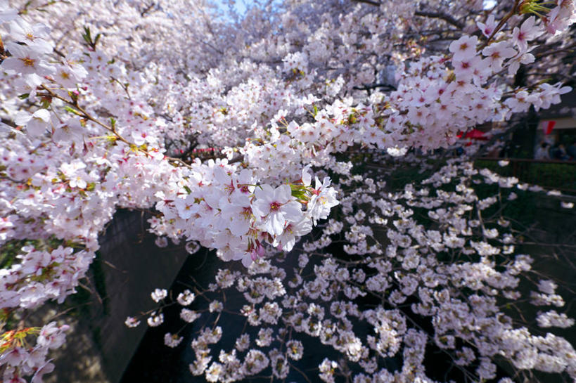 无人,横图,室外,特写,白天,正面,幸福,纯洁,美景,樱花,东京,日本,亚洲,许多,阴影,盛开,光线,影子,景观,很多,花蕾,花,花瓣,花朵,鲜花,粉色,阳光,自然,花苞,花蕊,景色,等待,生命,自然风光,东亚,本州,关东地方,本州岛,日本国,东京都,仙樱花,福岛樱,青肤樱,高尚,热烈,荆桃,彩图,目黑区