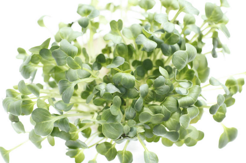 无人,横图,室内,特写,白天,白色背景,正面,蔬菜,叶子,许多,新鲜,食品,绿叶,很多,食物,嫩叶,摄影,有机食品,绿色食品,影棚,萝卜缨,叶,叶片,彩图,影棚拍摄,拍摄,莱菔叶,萝卜叶