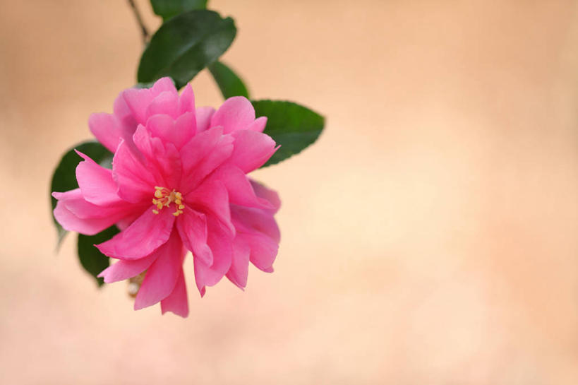 无人,横图,室外,特写,白天,正面,美景,植物,山茶花,阴影,盛开,光线,影子,景观,枝条,花蕾,花,花瓣,花朵,鲜花,树,树木,树枝,一朵,粉色,绿色,阳光,自然,花苞,花蕊,景色,生长,成长,自然风光,玉茗花,耐冬,海石榴,茶梅,虬枝,枝杈,茶花,彩图