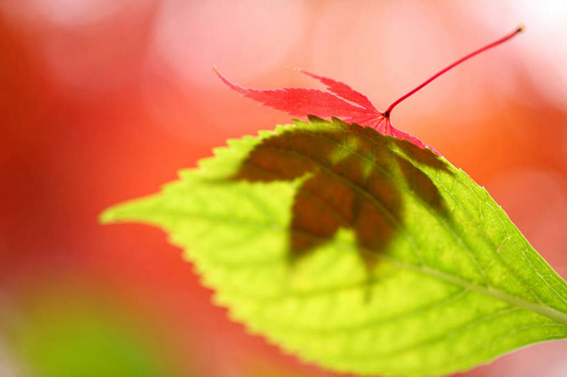 无人,横图,室外,特写,白天,正面,美景,叶子,两片,阴影,朦胧,模糊,光线,影子,景观,枫叶,枯叶,落叶,黄色,红色,阳光,自然,景色,枫树叶,自然风光,叶,叶片,彩图,葡萄槭,藤枫,藤槭