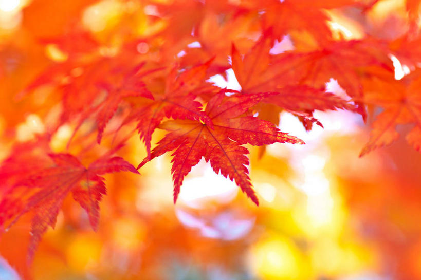 无人,横图,室外,特写,白天,正面,美景,枫树,叶子,阴影,朦胧,模糊,光线,影子,景观,枫叶,枯叶,落叶,黄色,红色,阳光,自然,景色,枫树叶,自然风光,槭树,日本红枫,日本红丝带,叶,叶片,彩图,葡萄槭,藤枫,藤槭