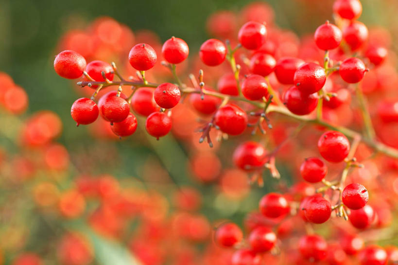 无人,横图,室外,特写,白天,正面,美景,植物,浆果,水果,许多,吊挂,悬挂,朦胧,模糊,新鲜,景观,生食,食品,果实,枝条,很多,挂,树,树木,树枝,食物,绿色,自然,景色,有机食品,绿色食品,生长,成长,自然风光,红醋栗,虬枝,枝杈,醋栗,彩图,红茶藨子,红加仑