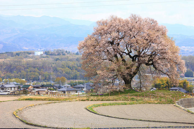 无人,家,农田,横图,室外,白天,正面,旅游,度假,幸福,纯洁,庄稼,农作物,美景,山,山脉,植物,樱花,日本,亚洲,阴影,光线,影子,房屋,屋子,景观,山峰,云,云朵,公寓,枝条,山峦,云彩,娱乐,洋房,楼房,住宅,树,树木,树枝,蓝色,绿色,白云,蓝天,天空,阳光,自然,群山,天,享受,休闲,景色,放松,生长,晴朗,成长,等待,生命,自然风光,东亚,本州,本州岛,日本国,中部地方,山梨,山梨县,仙樱花,福岛樱,青肤樱,高尚,热烈,虬枝,枝杈,晴空,荆桃,彩图,耕地,庄稼田,房子,韭崎,韭崎市