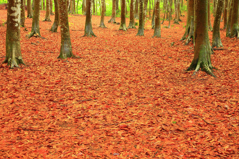 无人,横图,室外,白天,正面,旅游,度假,美景,树林,植物,叶子,日本,亚洲,一堆,许多,堆叠,堆积,景观,枯叶,落叶,很多,娱乐,树,树木,绿色,自然,享受,休闲,橙色,景色,放松,生长,成长,堆,自然风光,东亚,山毛榉,本州,本州岛,日本国,中部地方,新潟,新潟县,麻栎金刚,山毛榉树,叶,叶片,彩图,十日町市