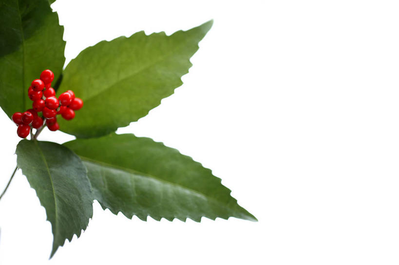 无人,横图,室内,特写,白天,白色背景,正面,松树,叶子,果实,绿叶,红色,嫩叶,摄影,影棚,坚定,长寿,贞洁,叶,叶片,彩图,影棚拍摄,拍摄,红松