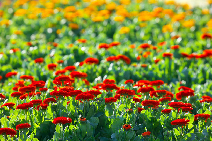 无人,横图,室外,特写,白天,正面,花海,花圃,美景,植物,叶子,阴影,朦胧,模糊,盛开,光线,影子,景观,花蕾,花,花瓣,花朵,花卉,鲜花,黄色,红色,绿色,阳光,自然,花丛,花束,花田,花苞,花蕊,景色,分别,自然风光,离别,长生菊,黄金盏,金盏花,金盏菊,醒酒花,惜别,彩图