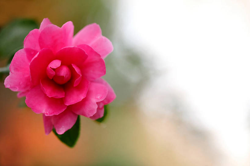 无人,横图,室外,特写,白天,正面,美景,植物,山茶花,叶子,阴影,朦胧,模糊,盛开,光线,影子,景观,绿叶,花,花瓣,花朵,花卉,鲜花,一朵,粉色,阳光,自然,花蕊,嫩叶,景色,自然风光,玉茗花,耐冬,海石榴,茶梅,茶花,叶,叶片,彩图