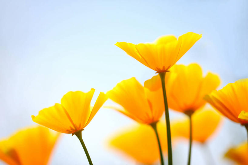 无人,横图,室外,特写,白天,正面,花海,花圃,美景,植物,罂粟,叶子,阴影,朦胧,模糊,盛开,光线,影子,景观,草药,花蕾,中药,花,花瓣,花朵,花卉,鲜花,黄色,蓝色,绿色,蓝天,天空,阳光,自然,花丛,花束,花田,天,花苞,花蕊,景色,晴朗,毒品,加利福尼亚罂粟,自然风光,药材,中草药,中药材,本草,万里无云,止痛,镇静,安眠,火罂粟,加州罂粟,晴空,晴空万里,罂粟花,米囊花,彩图