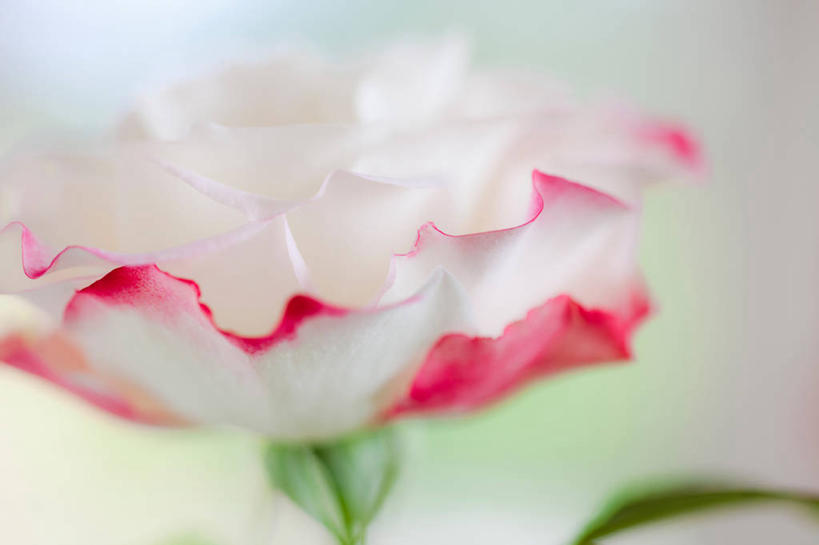 无人,横图,室内,特写,白天,白色背景,正面,阴影,朦胧,梦幻,模糊,盛开,反射,影子,浪漫,美丽,花蕾,花,花瓣,花朵,鲜花,一朵,花苞,花蕊,摄影,影棚,纯真,热恋,多花蔷薇,野蔷薇,白残花,刺红,刺蘼,买笑,蔷薇,彩图,影棚拍摄,拍摄,白蔷薇