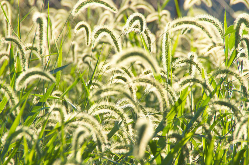 无人,横图,室外,特写,白天,正面,美景,阴影,朦胧,模糊,光线,影子,景观,狗尾巴草,阳光,自然,狗尾草,景色,自然风光,绿狗尾草,谷莠子,彩图,毛毛草,宿田翁