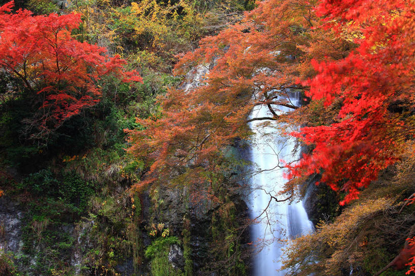 无人,横图,室外,白天,正面,旅游,度假,石头,美景,瀑布,秋季,树林,水,峡谷,植物,枫树,叶子,日本,亚洲,飞溅,溅,石子,液体,景观,水滴,枫叶,枯叶,落叶,山谷,娱乐,水珠,树,树木,黄色,红色,绿色,自然,享受,休闲,景色,放松,生长,成长,枫树叶,岩层,喷洒,自然风光,东亚,本州,本州岛,日本国,中部地方,岐阜,岐阜县,槭树,糖枫,糖槭,糖槭树,美浓,美浓国,叶,叶片,跌水,石块,岩石,秋,秋天,彩图