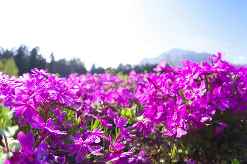 无人,横图,室外,白天,正面,旅游,度假,草地,草坪,花海,花圃,美景,山,山脉,植物,叶子,日本,亚洲,许多,阴影,朦胧,模糊,盛开,光线,影子,景观,山峰,云,云朵,山峦,很多,花蕾,云彩,娱乐,草,花,花瓣,花朵,花卉,鲜花,蓝色,绿色,紫色,白云,蓝天,天空,阳光,自然,花丛,花束,花田,群山,天,花苞,花蕊,享受,休闲,景色,放松,晴朗,自然风光,东亚,本州,关东地方,本州岛,日本国,崎玉,崎玉县,福乐花,福禄花,福禄考,晴空,彩图,丛生福禄考,禄考,铺地之樱,针叶福禄考,针叶天蓝绣球