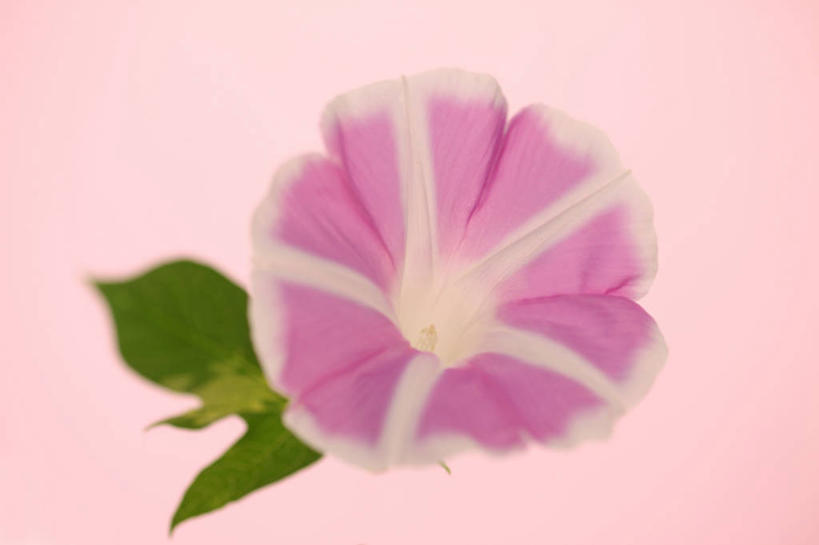 无人,横图,室内,特写,白天,正面,爱情,喇叭花,阴影,粉色背景,盛开,反射,影子,花蕾,花,花瓣,花朵,鲜花,一朵,粉色,花苞,花蕊,摄影,影棚,虚幻,牵牛,牵牛子,勤娘子,朝颜花,冷静,牵牛花,彩图,影棚拍摄,拍摄,朝颜