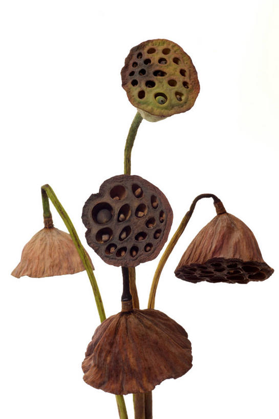 无人,竖图,室内,特写,白天,白色背景,正面,许多,阴影,枯萎,反射,影子,很多,白色,摄影,莲蓬,影棚,莲蓬子,莲子肉,死亡,枯败,彩图,影棚拍摄,拍摄