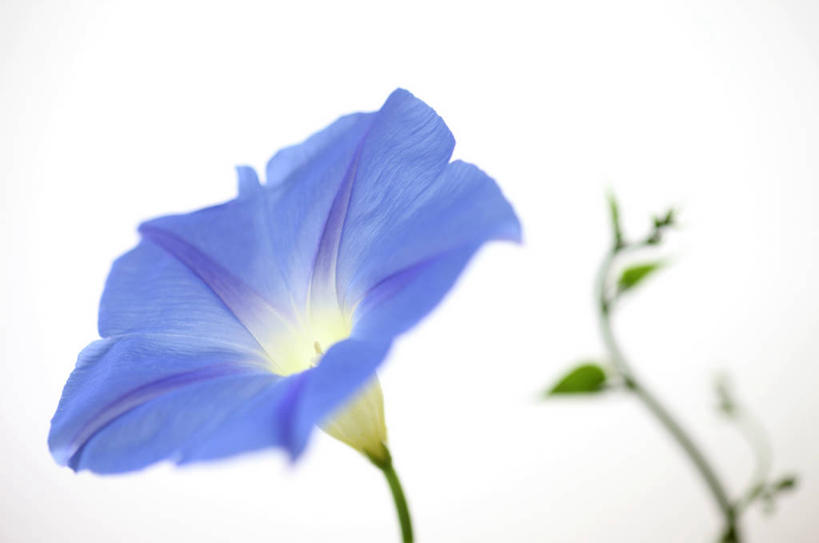 无人,横图,室内,特写,白天,白色背景,正面,爱情,喇叭花,阴影,朦胧,模糊,盛开,反射,影子,花蕾,花,花瓣,花朵,鲜花,一朵,蓝色,白色,花苞,花蕊,摄影,影棚,虚幻,牵牛,牵牛子,勤娘子,朝颜花,冷静,牵牛花,彩图,影棚拍摄,拍摄,朝颜