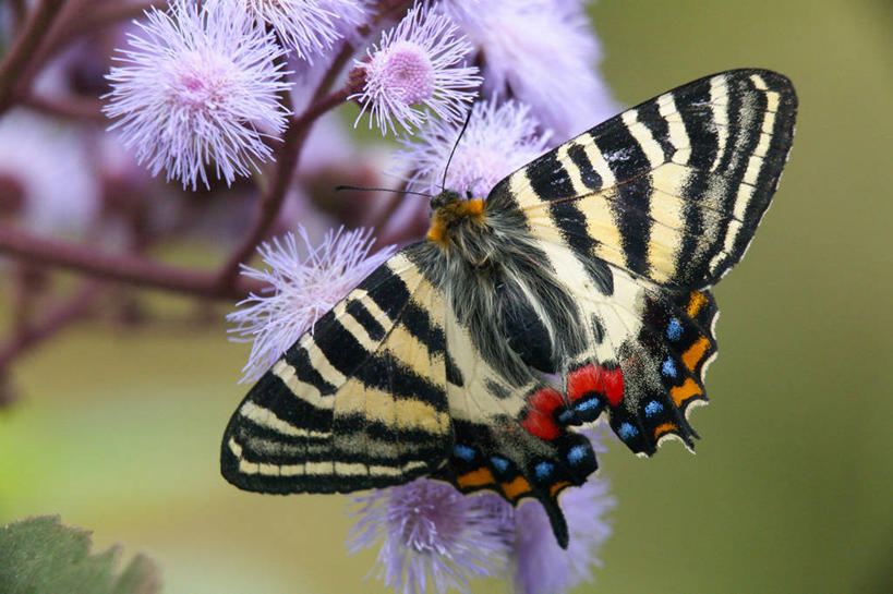 无人,横图,室外,特写,白天,美景,蝴蝶,许多,阴影,朦胧,模糊,盛开,光线,昆虫,影子,景观,很多,花蕾,停留,花,花瓣,花朵,鲜花,一只,背面,粉色,阳光,自然,动物,花苞,花蕊,景色,凤蝶,停止,自然风光,益虫,凤子蝶,橘狗,逗留,停顿,虎凤蝶,彩图,全身