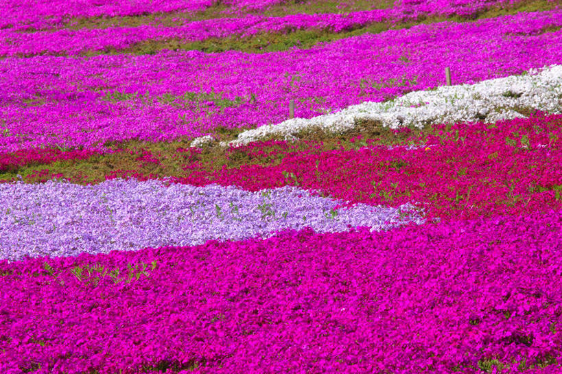 无人,横图,室外,白天,正面,旅游,度假,花海,花圃,美景,植物,叶子,日本,亚洲,许多,阴影,盛开,光线,影子,景观,很多,花蕾,娱乐,花,花瓣,花朵,花卉,鲜花,粉色,红色,绿色,白色,阳光,自然,花丛,花束,花田,花苞,花蕊,享受,休闲,景色,放松,自然风光,东亚,本州,关东地方,本州岛,日本国,崎玉,崎玉县,福乐花,福禄花,福禄考,彩图,丛生福禄考,禄考,铺地之樱,针叶福禄考,针叶天蓝绣球