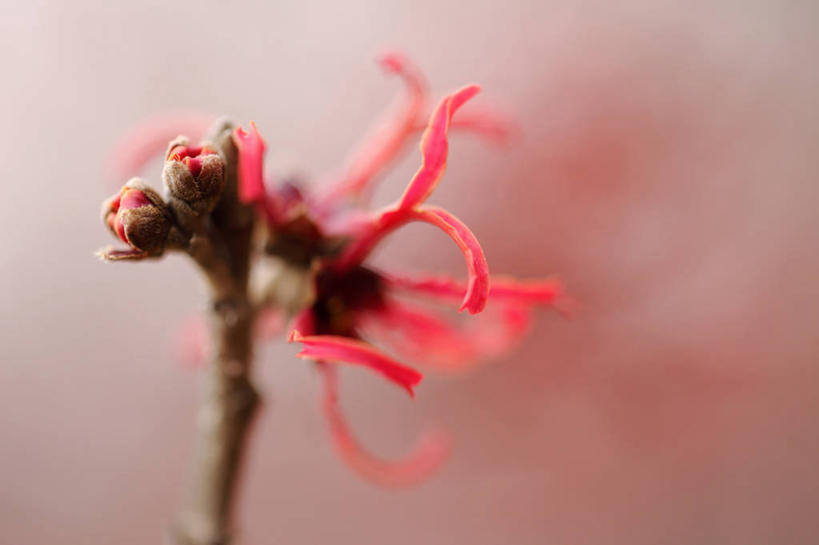 无人,横图,室外,特写,白天,正面,美景,阴影,朦胧,模糊,盛开,光线,影子,景观,花蕾,花,花瓣,花朵,鲜花,一朵,红色,阳光,自然,花苞,花蕊,景色,灵感,自然风光,金缕梅,木里香,牛踏果,彩图