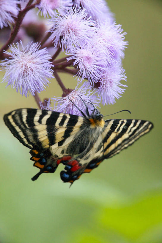 无人,竖图,室外,特写,白天,美景,蝴蝶,许多,阴影,朦胧,模糊,盛开,光线,昆虫,影子,景观,很多,花蕾,停留,花,花瓣,花朵,鲜花,一只,背面,粉色,阳光,自然,动物,花苞,花蕊,景色,凤蝶,停止,自然风光,益虫,凤子蝶,橘狗,逗留,停顿,虎凤蝶,彩图,全身