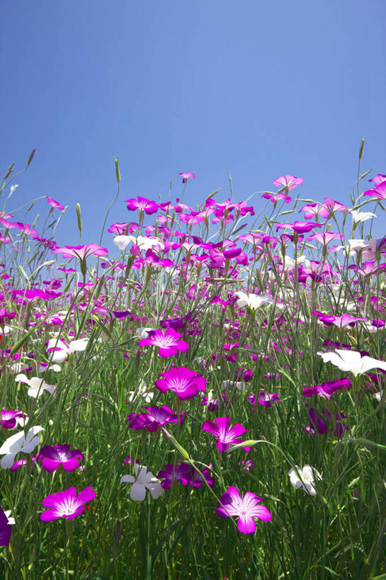 无人,竖图,室外,特写,白天,正面,草地,草坪,花海,花圃,美景,植物,叶子,许多,阴影,朦胧,模糊,盛开,光线,影子,景观,很多,花蕾,草,花,花瓣,花朵,花卉,鲜花,蓝色,绿色,紫色,白色,蓝天,天空,阳光,自然,花丛,花束,花田,天,花苞,花蕊,景色,晴朗,坚强,自然风光,万里无云,麦毒草,麦仙翁,忍耐,晴空,晴空万里,彩图