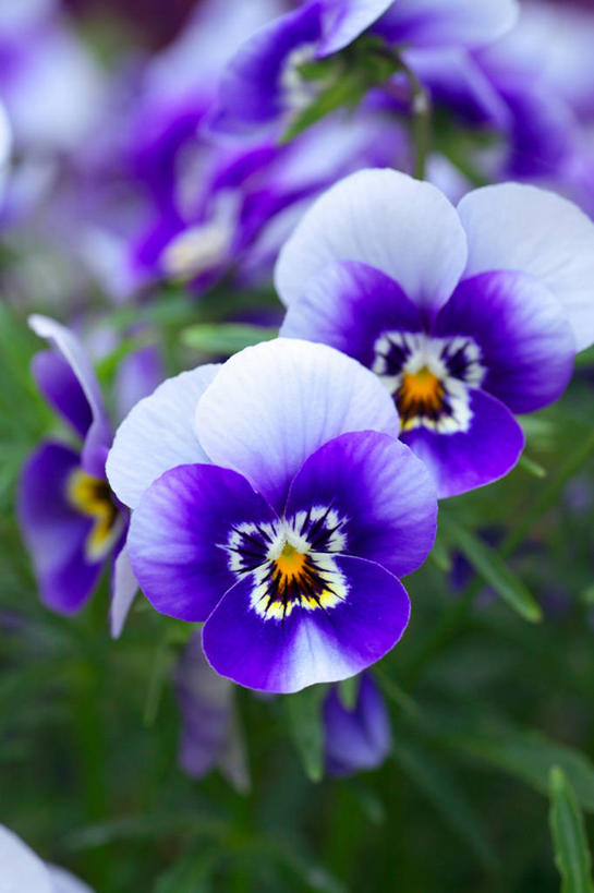 无人,竖图,室外,特写,白天,正面,草地,草坪,美景,植物,许多,阴影,朦胧,模糊,光线,影子,景观,三色堇,很多,草,绿色,紫色,阳光,自然,蝴蝶花,景色,自然风光,三色堇菜,人面花,猫脸花,阳蝶花,鬼脸花,猫儿脸,彩图