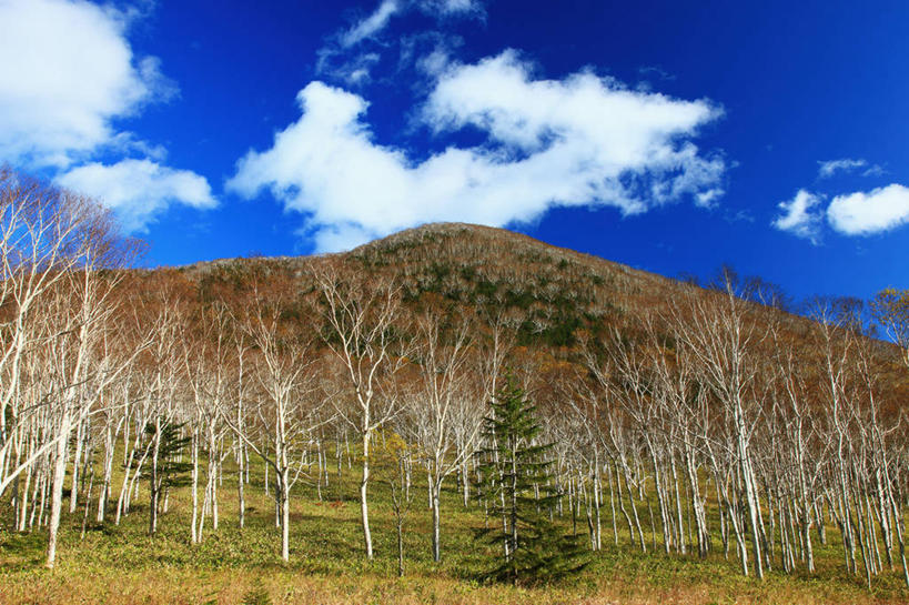 无人,横图,室外,白天,仰视,旅游,度假,美景,秋季,山,山脉,树林,植物,叶子,北海道,日本,亚洲,许多,阴影,光线,影子,景观,山峰,云,云朵,枯叶,落叶,枝条,山峦,很多,云彩,娱乐,树,树木,树枝,黄色,蓝色,绿色,白云,蓝天,天空,阳光,自然,群山,天,享受,休闲,景色,放松,生长,晴朗,成长,自然风光,东亚,日本国,北海道地方,北海道岛,虬枝,枝杈,叶,叶片,晴空,秋,秋天,彩图,低角度拍摄,河东郡,鹿追町,带广,带广市,十胜支厅