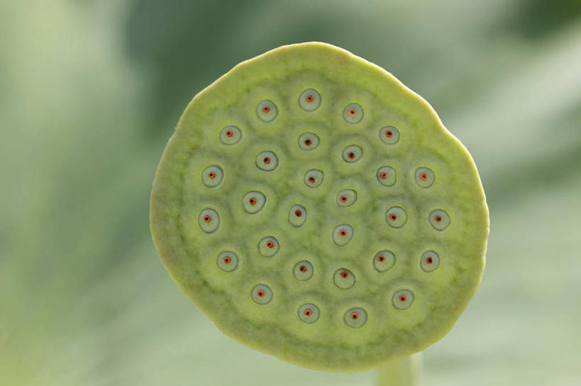 无人,横图,室外,特写,白天,正面,美景,阴影,朦胧,模糊,光线,影子,景观,一个,绿色,阳光,自然,景色,莲蓬,单个,莲蓬子,莲子肉,自然风光,彩图