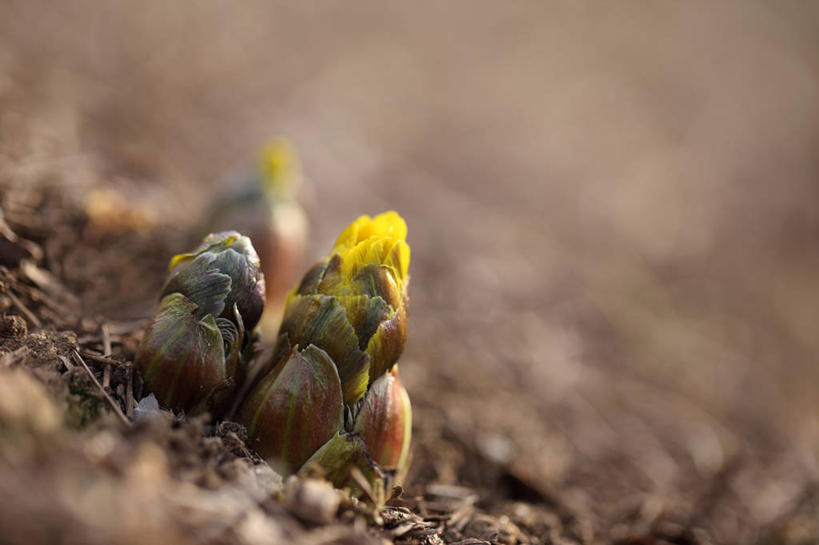 无人,横图,室外,特写,白天,正面,幸福,美景,阴影,朦胧,模糊,盛开,光线,影子,景观,泥土,土壤,花蕾,花,花瓣,花朵,鲜花,一朵,黄色,阳光,自然,花苞,花蕊,景色,吉祥,自然风光,如意,冰里花,冰凉花,冰了花,冰凌花,冰溜花,侧金盏花,金盅花,彩图