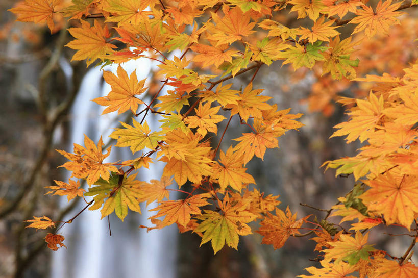 无人,公园,横图,室外,特写,白天,正面,石头,美景,瀑布,秋季,水,叶子,日光,日本,亚洲,许多,阴影,飞溅,朦胧,模糊,溅,光线,石子,液体,影子,景观,水滴,枫叶,枯叶,落叶,很多,水珠,黄色,红色,阳光,自然,景色,枫树叶,喷洒,自然风光,东亚,本州,关东地方,本州岛,日本国,栃木,栃木县,群马,群马县,福岛,福岛县,日光市,日光国立公园,华严瀑布,叶,叶片,跌水,石块,岩石,秋,秋天,彩图