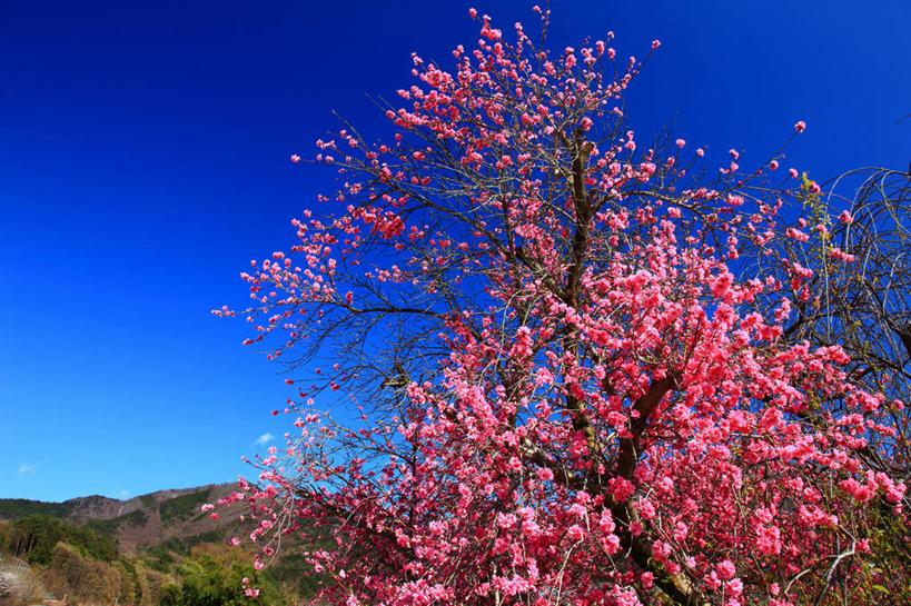 无人,横图,室外,白天,仰视,旅游,度假,美景,树林,植物,李子,日本,亚洲,许多,阴影,盛开,光线,影子,景观,枝条,很多,花蕾,娱乐,花,花瓣,花朵,鲜花,树,树木,树枝,红色,蓝色,绿色,蓝天,天空,阳光,自然,天,花苞,花蕊,享受,休闲,景色,放松,生长,晴朗,成长,自然风光,东亚,本州,万里无云,本州岛,日本国,中部地方,山梨,山梨县,虬枝,枝杈,红李,鸡血李,杏李,晴空,晴空万里,彩图,低角度拍摄,甲州市