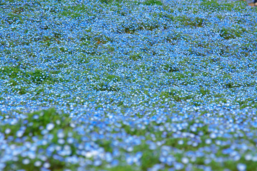 无人,横图,俯视,室外,白天,旅游,度假,花海,花圃,美景,植物,叶子,日本,亚洲,许多,阴影,盛开,光线,影子,景观,粉蝶花,喜林草,很多,花蕾,娱乐,花,花瓣,花朵,花卉,鲜花,蓝色,绿色,阳光,自然,花丛,花束,花田,花苞,花蕊,享受,休闲,景色,放松,自然风光,东亚,本州,茨城,茨城县,关东地方,本州岛,日本国,彩图,高角度拍摄,幌菊,琉璃唐草