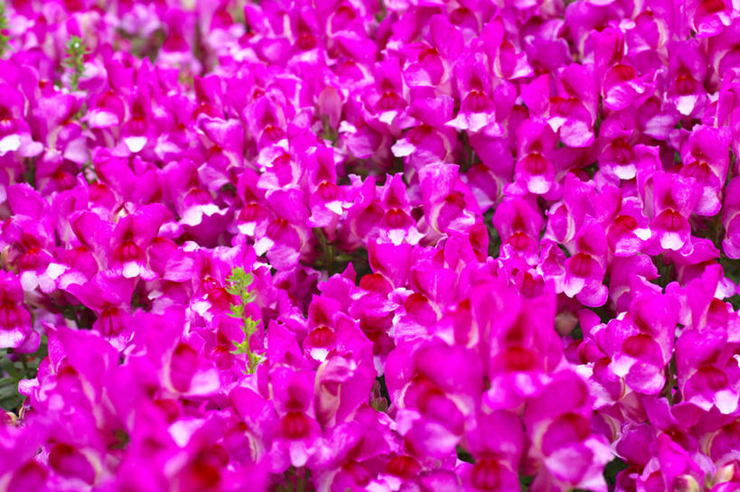 无人,横图,俯视,室外,特写,白天,花海,花圃,美景,植物,叶子,许多,阴影,朦胧,模糊,盛开,光线,影子,景观,龙头花,很多,花蕾,花,花瓣,花朵,花卉,鲜花,红色,绿色,阳光,自然,花丛,花束,花田,花苞,花蕊,景色,清纯,金鱼草,吉祥,自然风光,善良,吉利,祥瑞,好运,彩图,高角度拍摄