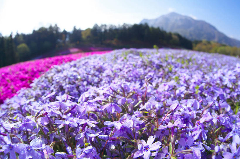 无人,横图,室外,白天,正面,广角镜头,鱼眼镜头,旅游,度假,草地,草坪,花海,花圃,美景,山,山脉,植物,叶子,日本,亚洲,许多,阴影,盛开,光线,影子,景观,山峰,云,云朵,山峦,很多,花蕾,云彩,娱乐,草,花,花瓣,花朵,花卉,鲜花,树,树木,红色,蓝色,绿色,紫色,白云,蓝天,天空,阳光,自然,花丛,花束,花田,群山,天,花苞,花蕊,享受,休闲,景色,放松,生长,晴朗,成长,自然风光,东亚,本州,关东地方,本州岛,日本国,崎玉,崎玉县,福乐花,福禄花,福禄考,晴空,彩图,丛生福禄考,禄考,铺地之樱,针叶福禄考,针叶天蓝绣球