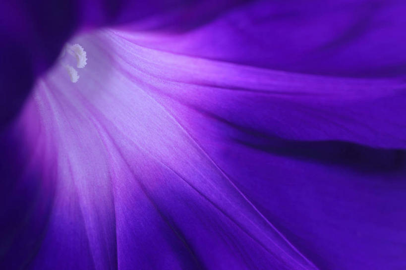 无人,横图,室内,特写,白天,正面,微距,爱情,喇叭花,阴影,盛开,反射,影子,花蕾,花,花瓣,花朵,鲜花,一朵,紫色,花苞,花蕊,摄影,影棚,虚幻,牵牛,牵牛子,勤娘子,朝颜花,冷静,牵牛花,彩图,微距摄影,影棚拍摄,拍摄,朝颜