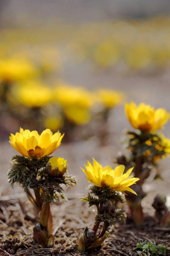 无人,竖图,室外,特写,白天,正面,幸福,美景,许多,阴影,朦胧,模糊,盛开,光线,影子,景观,泥土,土壤,很多,花蕾,花,花瓣,花朵,鲜花,黄色,阳光,自然,花苞,花蕊,景色,吉祥,自然风光,如意,冰里花,冰凉花,冰了花,冰凌花,冰溜花,侧金盏花,金盅花,彩图