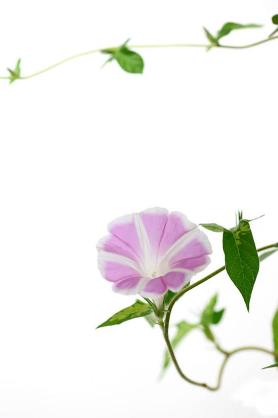 无人,竖图,室内,特写,白天,白色背景,正面,爱情,喇叭花,叶子,阴影,盛开,反射,影子,绿叶,花蕾,花,花瓣,花朵,鲜花,粉色,绿色,花苞,花蕊,嫩叶,摄影,影棚,虚幻,牵牛,牵牛子,勤娘子,朝颜花,冷静,牵牛花,叶,叶片,彩图,影棚拍摄,拍摄,朝颜